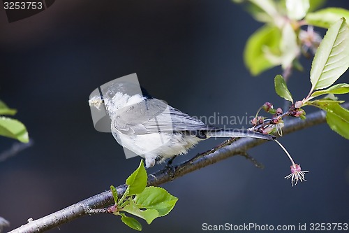 Image of marsh tit