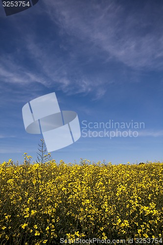 Image of rape seed field