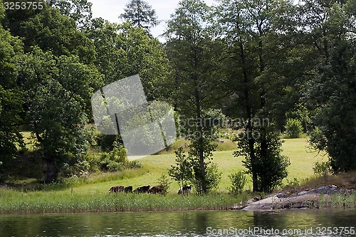 Image of grazing cows