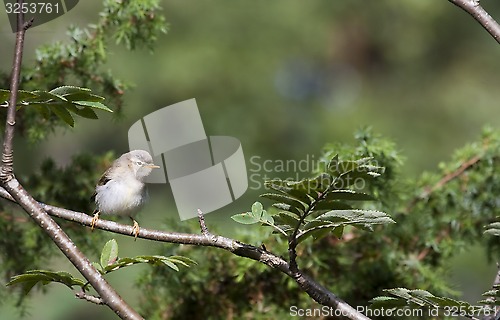 Image of leaf warbler