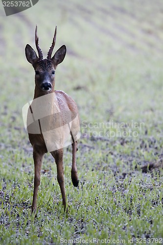 Image of roebuck