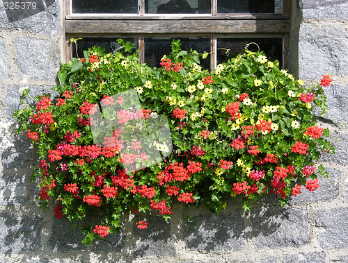 Image of Geranium flowers