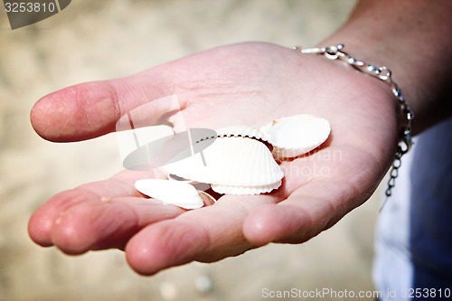 Image of Scallop