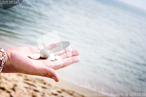 Image of Scallop