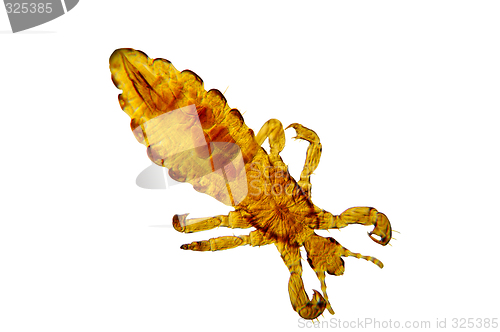 Image of Pediculus humanus-body louse-lice