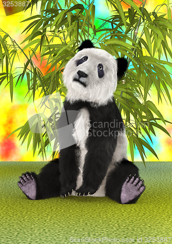 Image of Panda Bear Cub