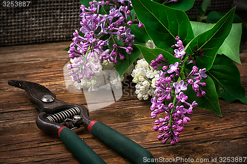 Image of Bush may lilac 