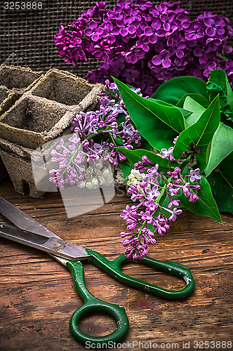 Image of Bush may lilac 