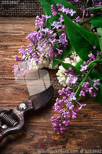 Image of Bush may lilac 