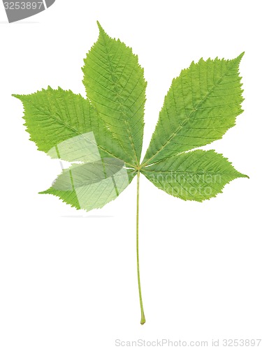 Image of chestnut leaf