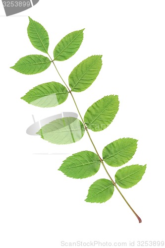 Image of green leaf