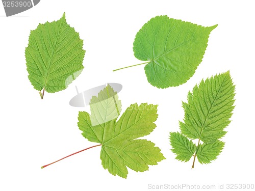 Image of four leaf