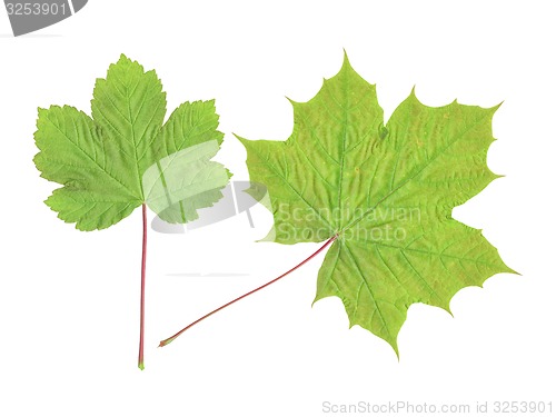 Image of maple leaf