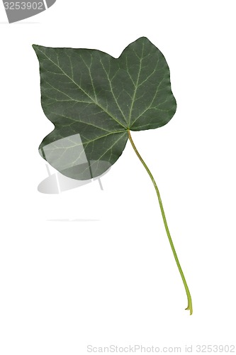 Image of ivy leaf