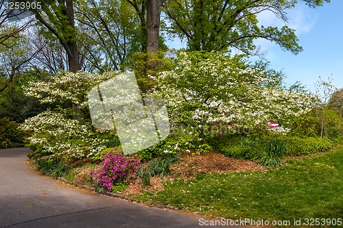 Image of white flowering tree