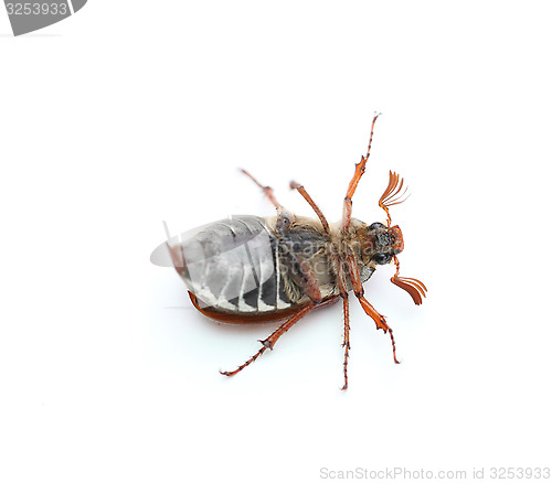 Image of chafer