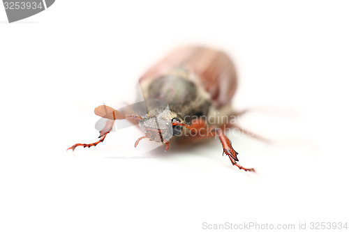 Image of chafer