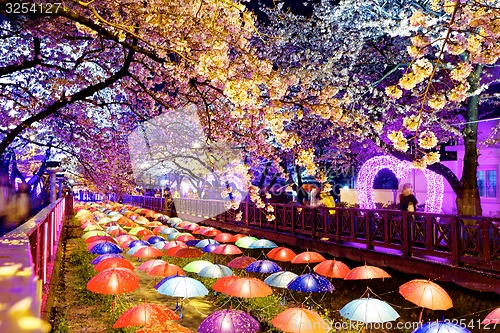 Image of cherry blossoms at night