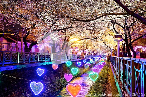 Image of cherry blossoms at night