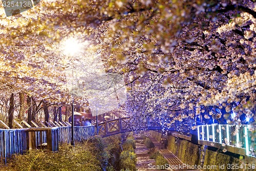 Image of cherry blossoms at night