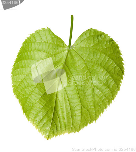 Image of Green linden-tree leaf