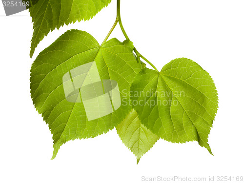 Image of Spring tilia leafs