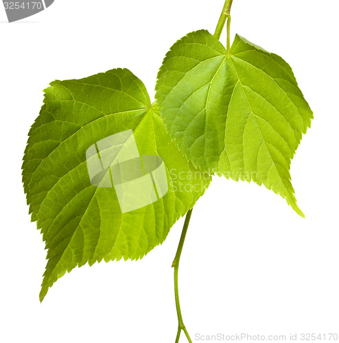 Image of Green linden-tree leafs