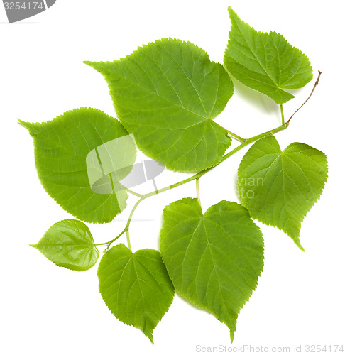 Image of Green tilia leafs on white background