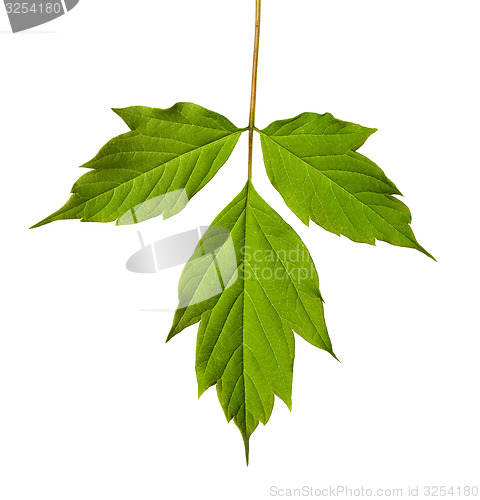 Image of Green acer negundo leaf