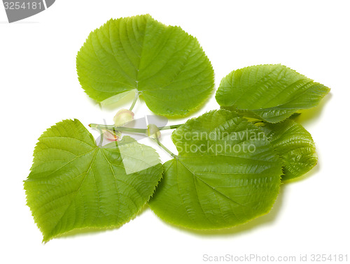 Image of Green linden-tree leafs on white background