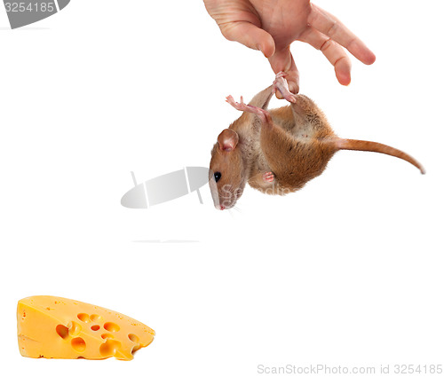 Image of Fancy rat hang on hand and looking at piece of cheese