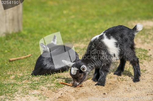 Image of Goat kids on a meadow