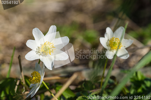 Image of Anemone flowers close-up in the grass