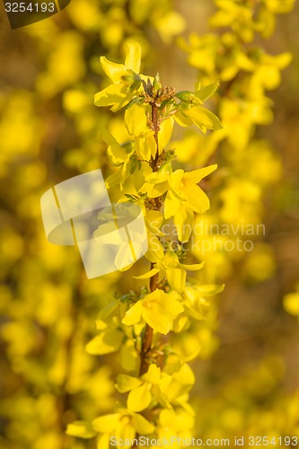 Image of Forsythia bush in a garden