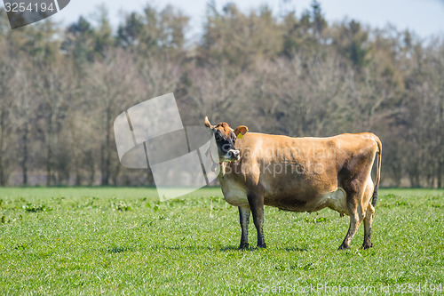 Image of Jersey cow standing on a field