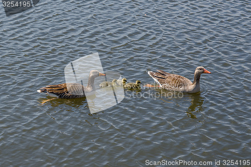 Image of Geese with cute goslings
