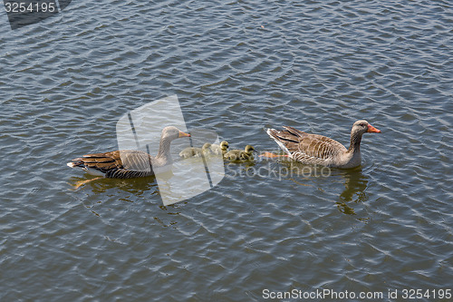 Image of Geese with cute goslings