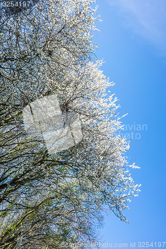 Image of Prunus Cerasifera tree in april
