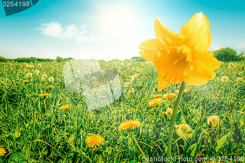 Image of Daffodil on a meadow
