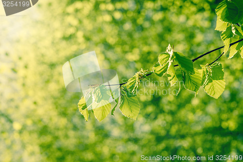 Image of Beech leaves in the spring