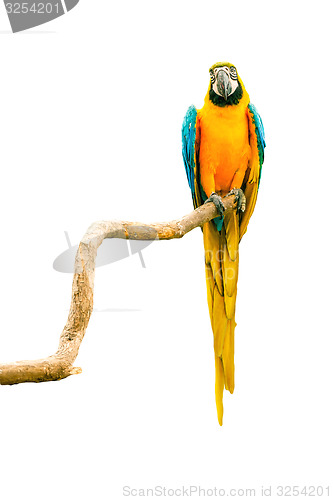 Image of Macaw parrot on a twig