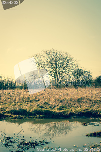 Image of Lonely tree by the water