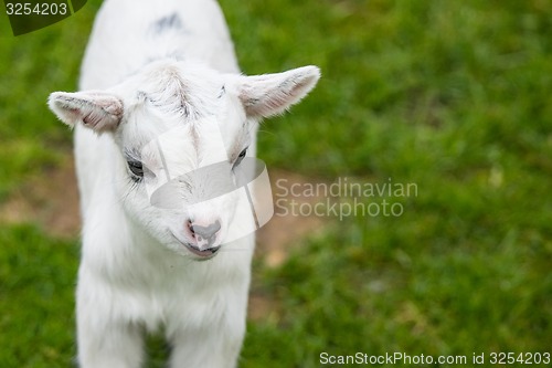 Image of Goat kid on green grass