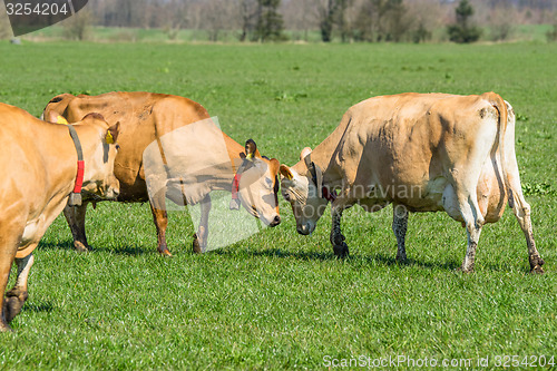 Image of Jersey cattle on a field