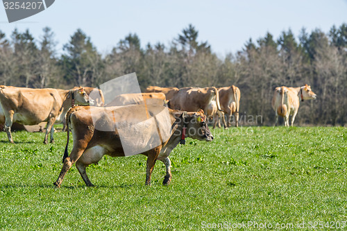 Image of Jersey cattle on grass in the springtime