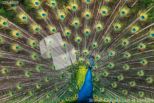 Image of Peacock illustration with beautiful feather