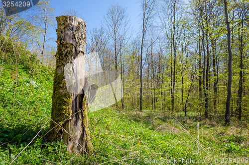 Image of Wood log in a forest