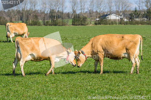 Image of Jersey cows head to head