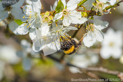 Image of Bumblebee on a white flower