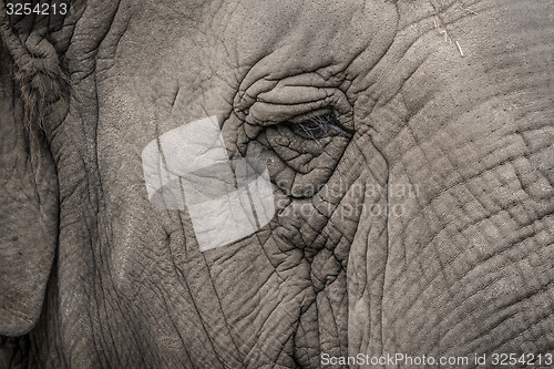 Image of Elephant eye close-up